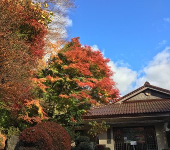美しい文化遺産「櫻井家住宅」と癒しの「清聴庵」を楽しむ